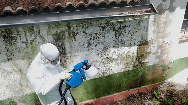 Top rated local Basement Mold Remediation specialists in Langhorne, PA